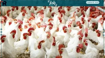 أسعار قياسية.. تحديثات جديدة على سعر الفراخ والبيض في بورصة الدواجن اليوم السبت 15 نوفمبر 2025